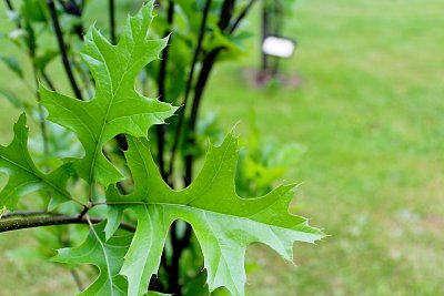 Quercus palustris 'Green Pilar' - dub bahenní - jarní listy